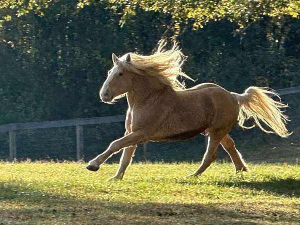 dam-draft-horse