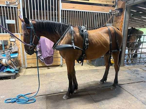 balanced-draft-horse