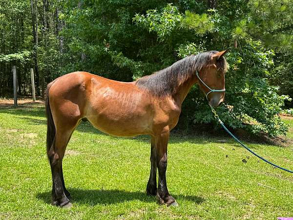 conformation-draft-horse