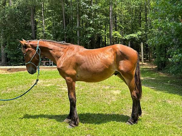 driving-pony-draft-horse