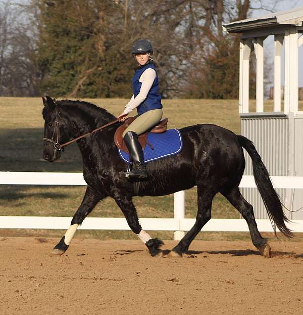 none-horse