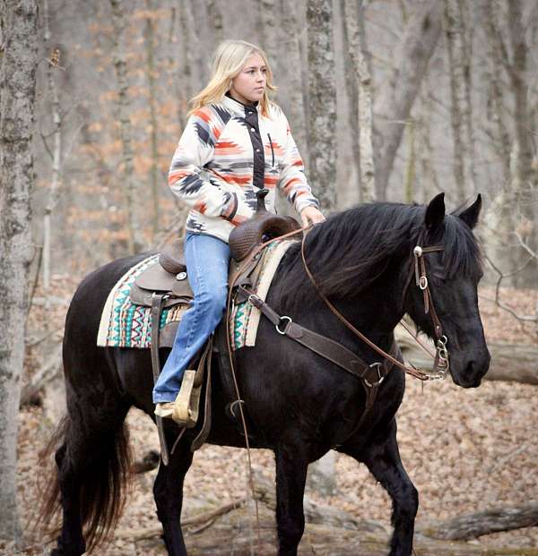 black-none-horse