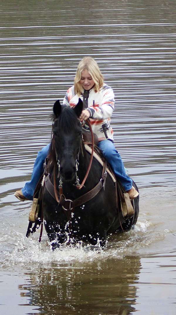 all-around-friesian-horse