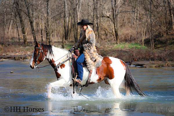 tovero-team-penning-horse