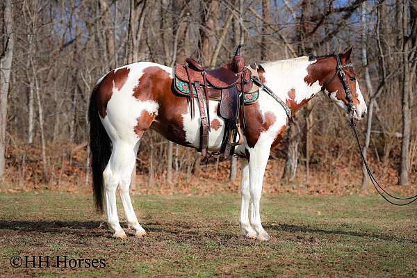 tovero-trail-class-compet-horse