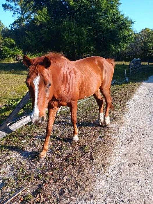 sorrel-paint-gelding-mare