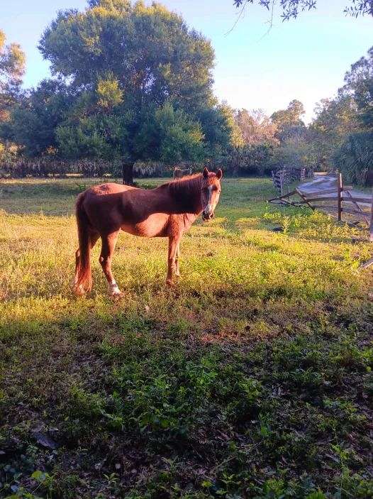 experienced-gaited-gelding-mare