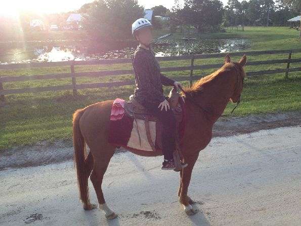 sorrel-quarter-horse-gelding