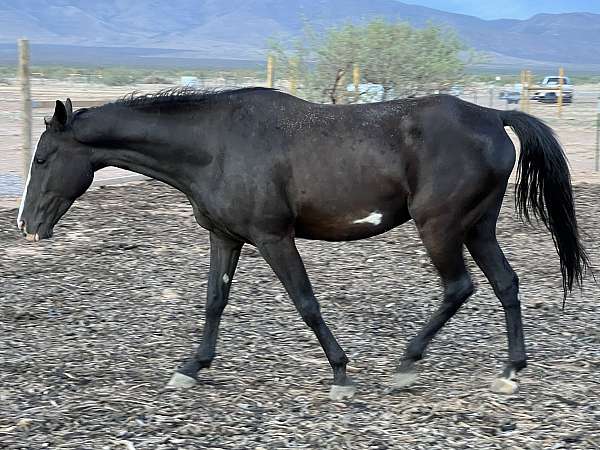 white-blaze-spot-on-belly-horse