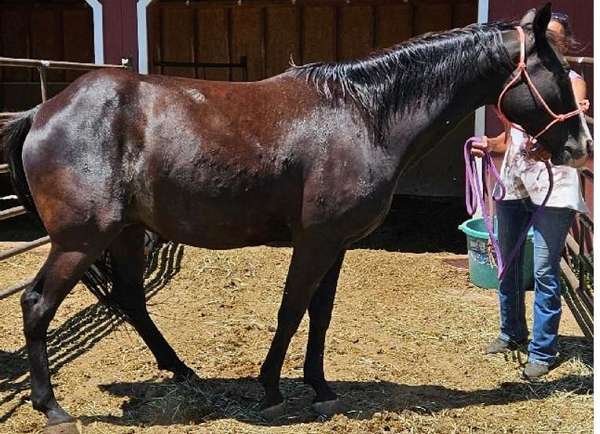 black-overo-white-blaze-spot-on-belly-horse