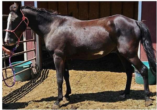 black-overo-appendix-gelding