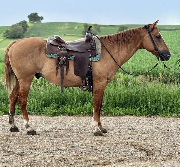 quarter-horse-gelding
