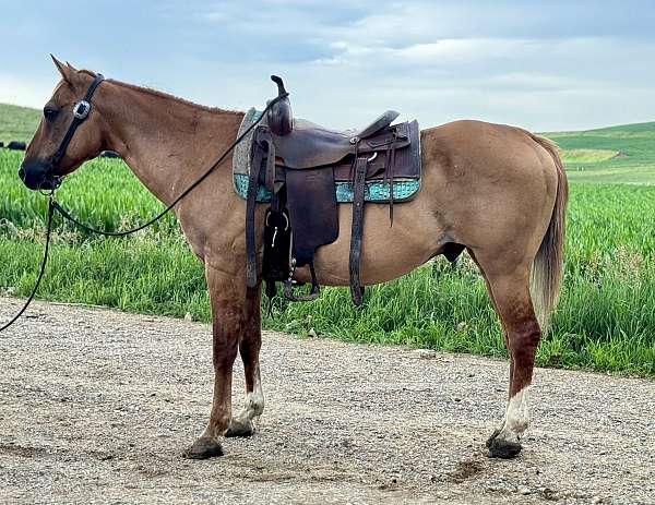 quarter-horse-for-sale