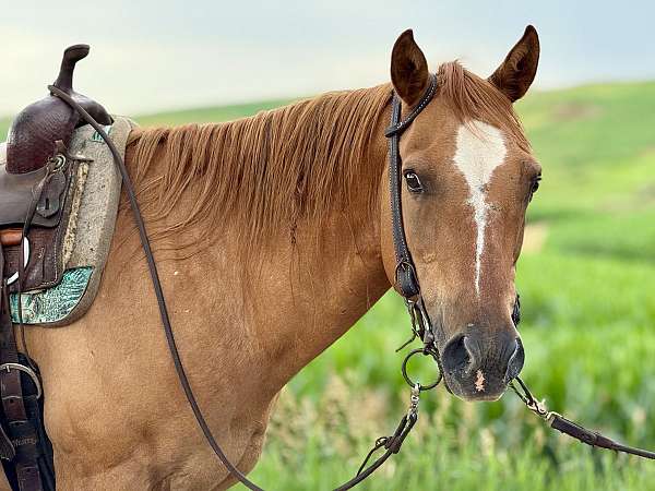quarter-horse