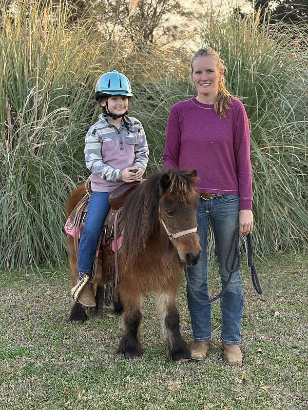 beginner-shetland-pony