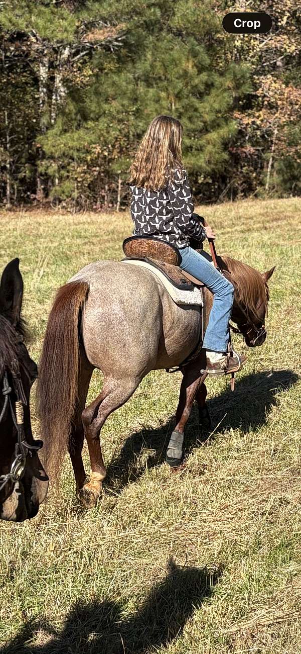 quarter-horse-gelding