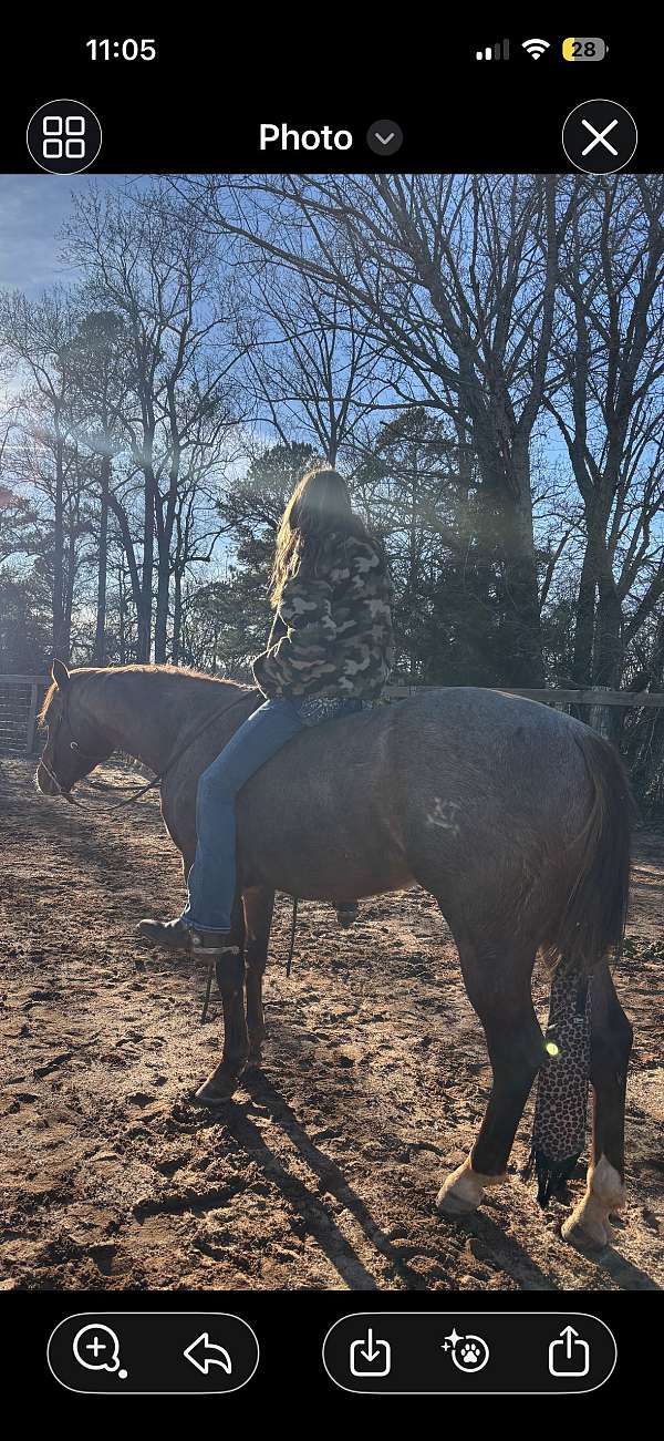 quarter-horse-for-sale