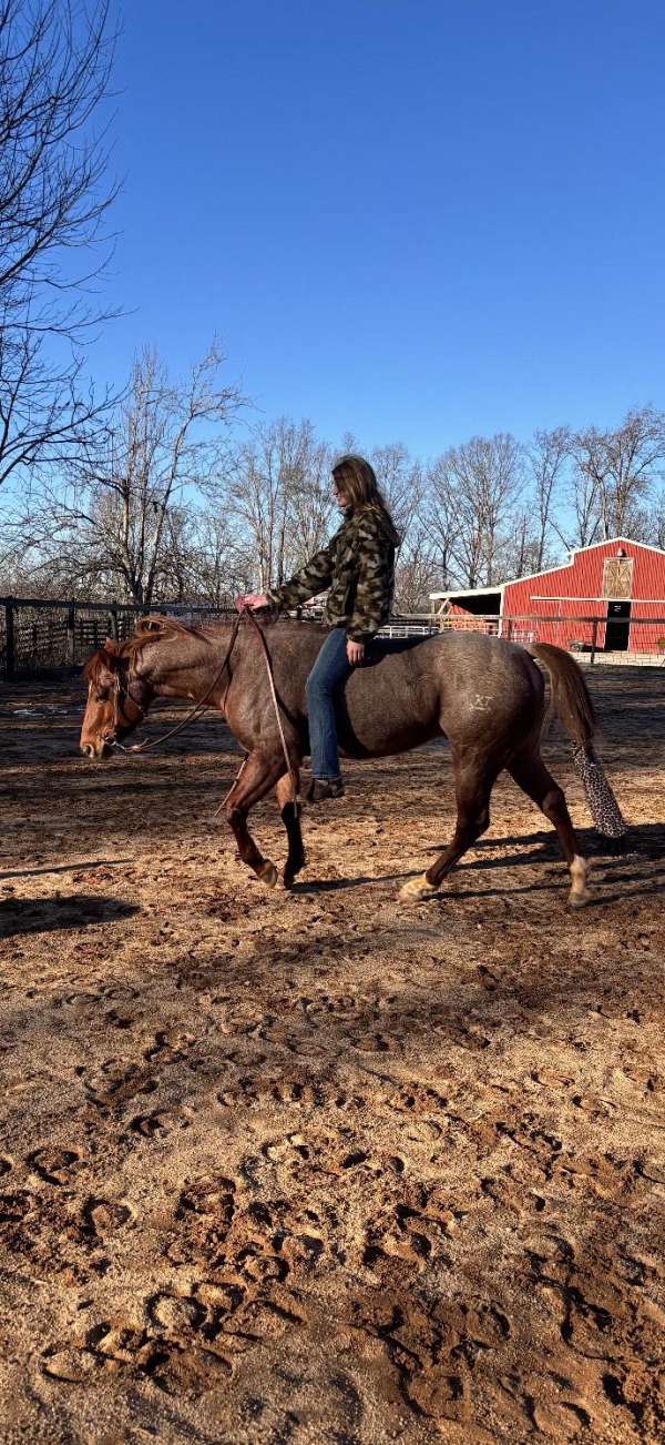 quarter-horse
