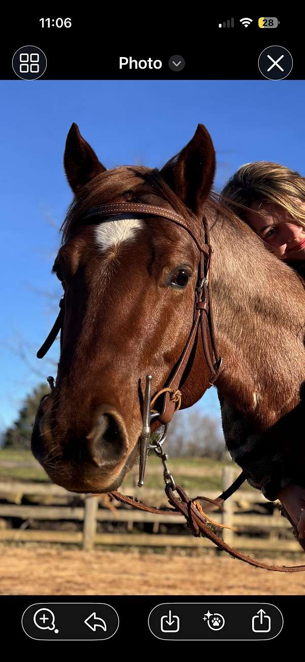 gelding