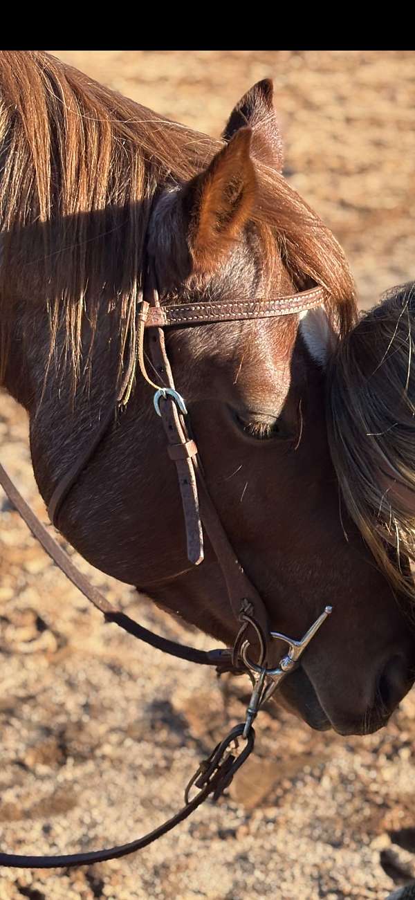 red-roan-roan-barrel-horse
