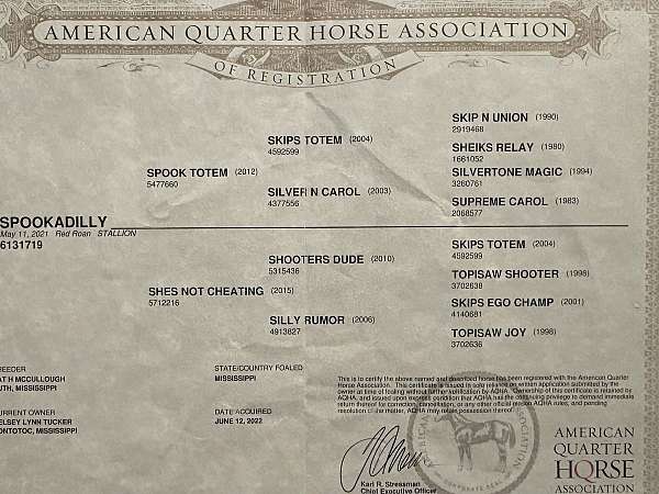 red-roan-roan-barrel-racing-horse