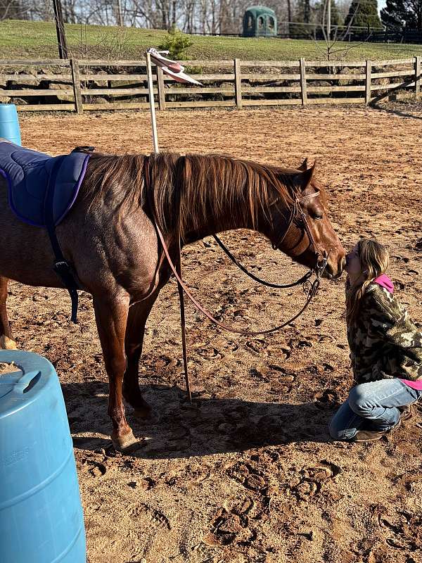bloodlines-skipper-w-quarter-horse