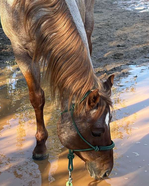 bloodlines-skipper-w-gelding