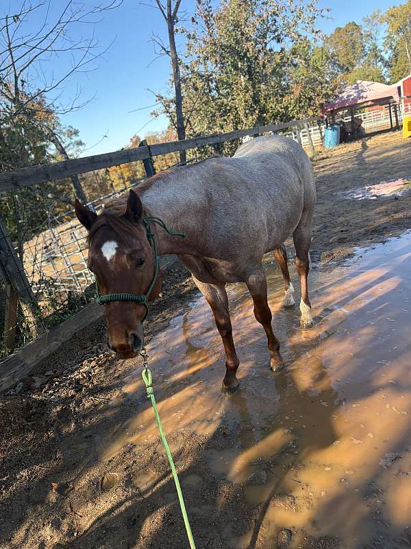 jewel-gelding