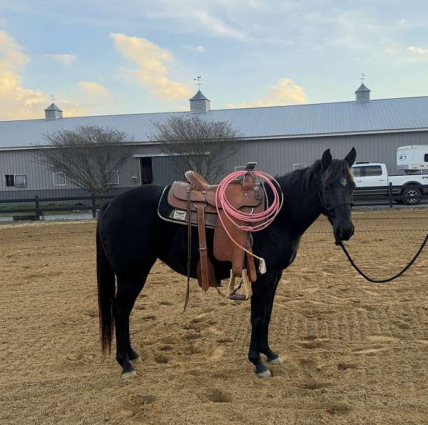 star-horse