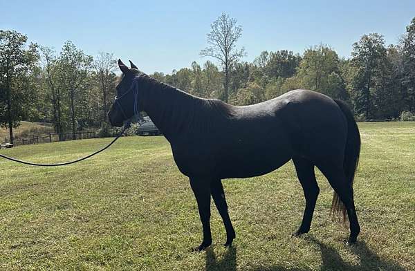 all-around-quarter-horse