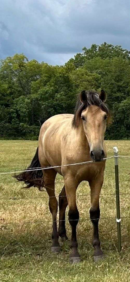 color-genetics-andalusian-horse