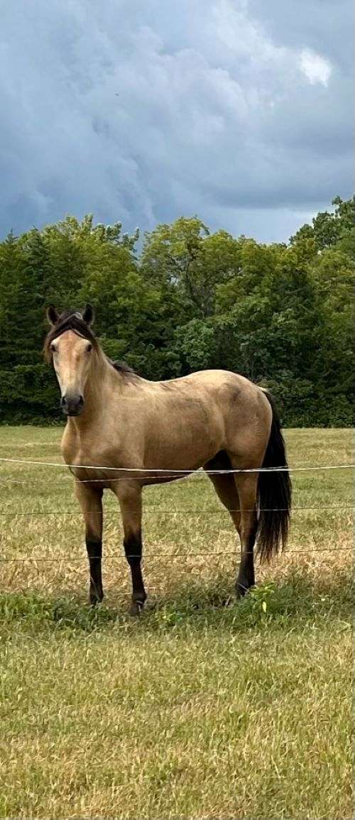 eager-to-please-andalusian-horse