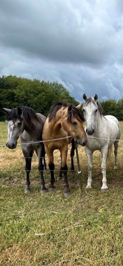 grand-prix-jumper-andalusian-horse