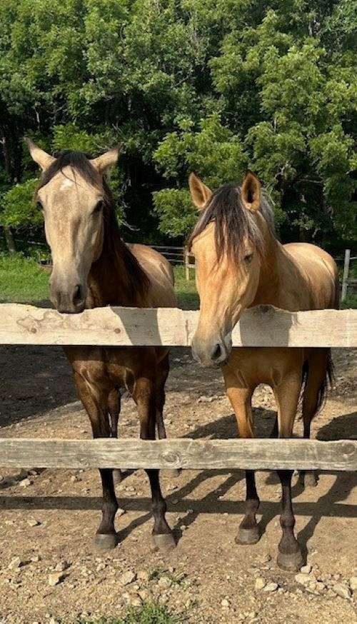 no-kick-andalusian-horse