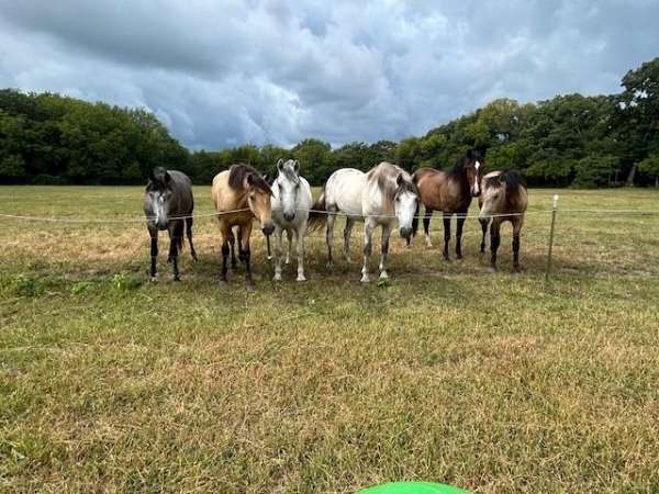 palominos-andalusian-horse
