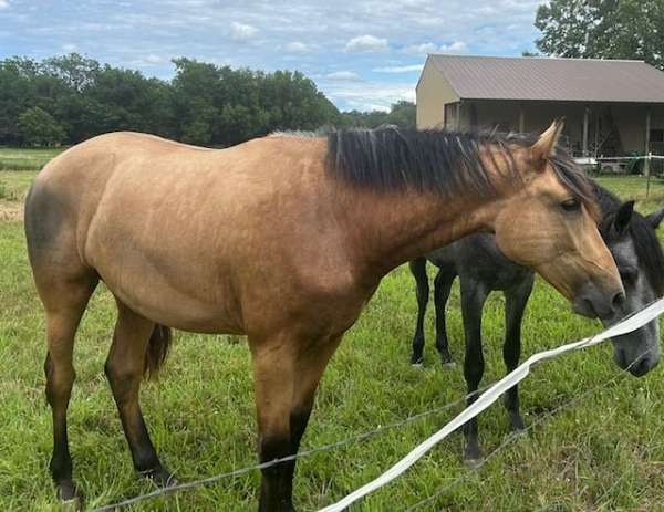 raise-andalusian-horse