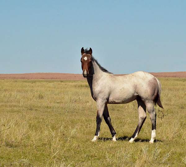 calf-roping-quarter-horse