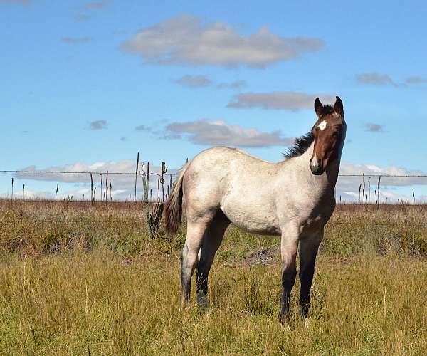 ranch-versatility-quarter-horse
