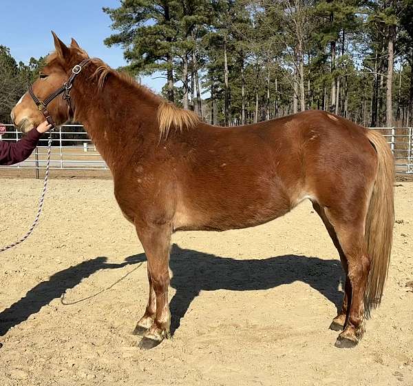 sorrel-haflinger-gelding