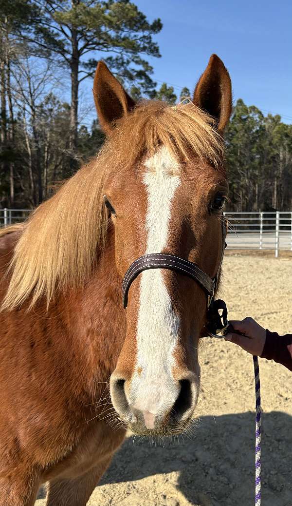 14-hand-haflinger-gelding
