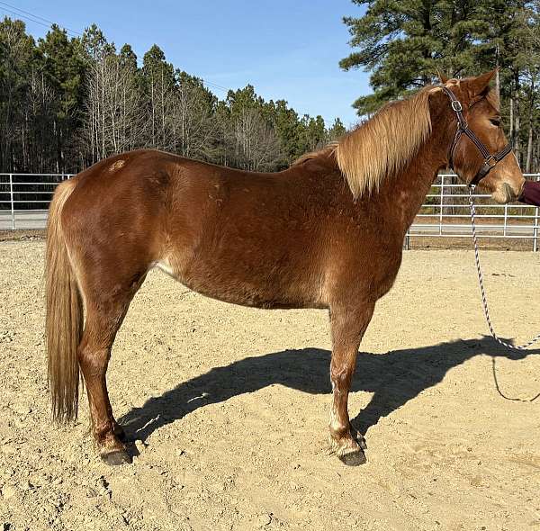 sorrel-gelding-for-sale