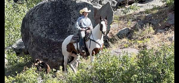 tovero-bay-tobianoovero-horse