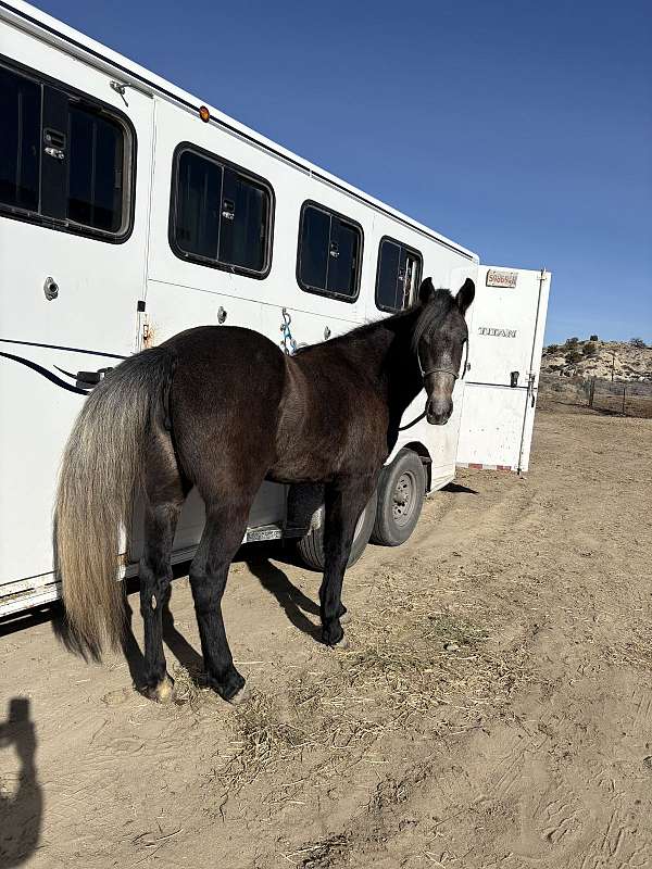 athletic-mustang-horse