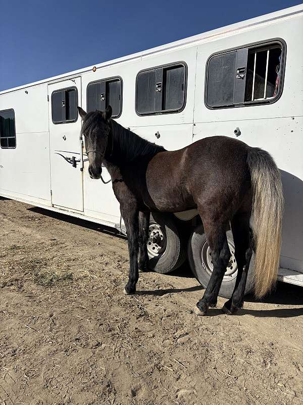 all-around-mustang-horse