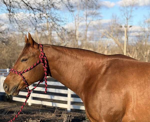sorrel-mare-horse
