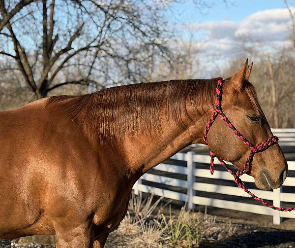 findlay-university-mare