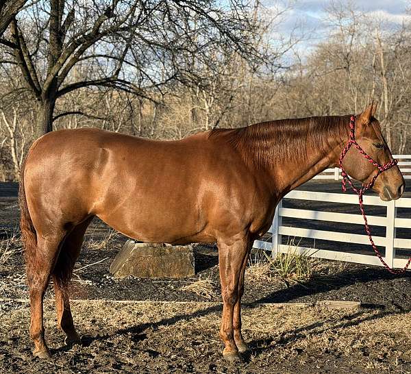 sorrel-none-horse