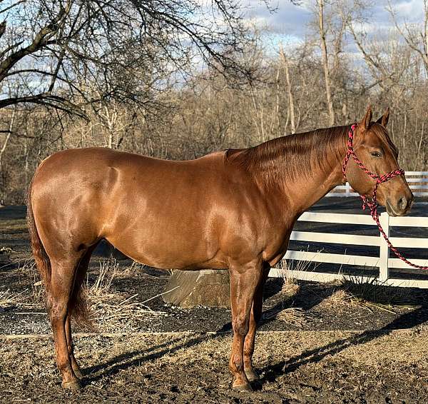 findlay-university-quarter-horse