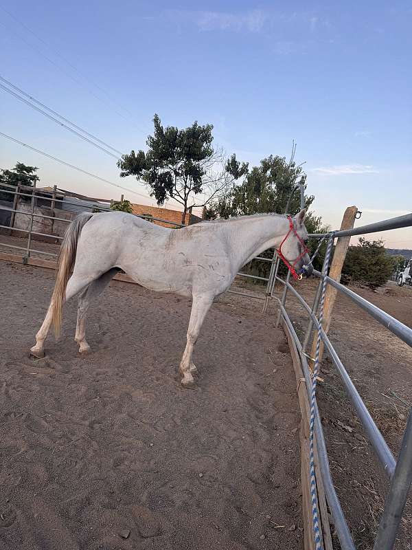 arabian-gelding
