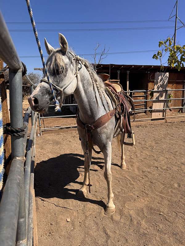 arabian-horse-for-sale